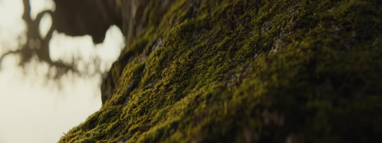 A closeup of the bark of a tall tree covered in moss silhouetted against the sky