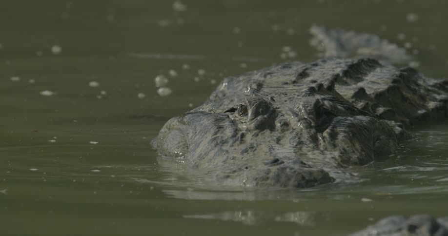 An alligator stalks in the swampy water