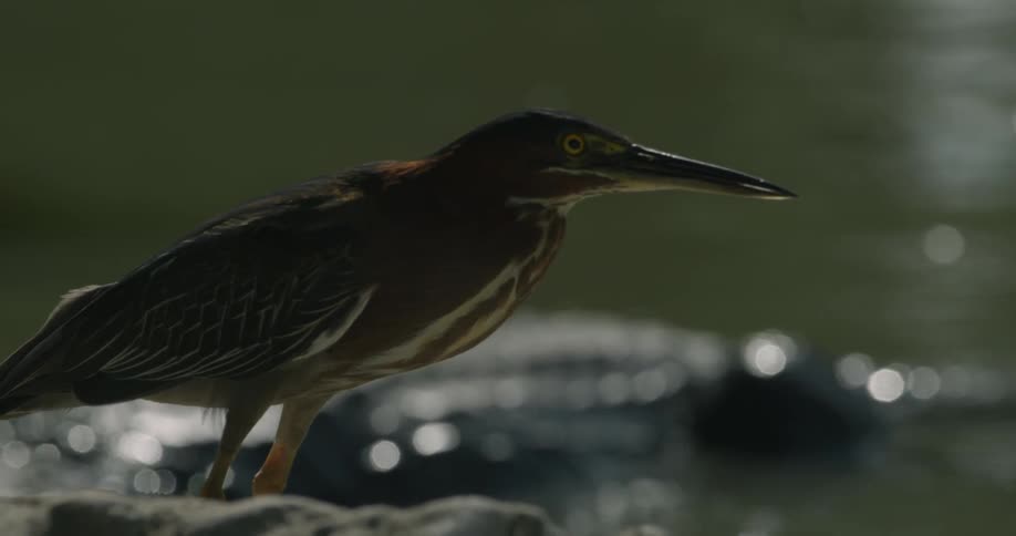 A bird is perched near an alligator