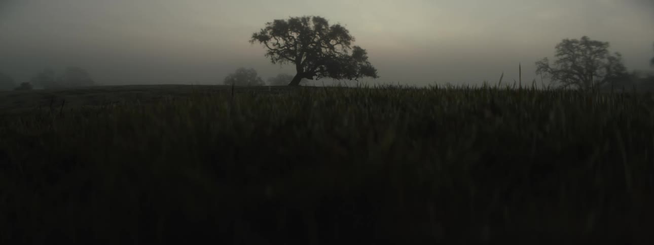 A footage of trees in the forest