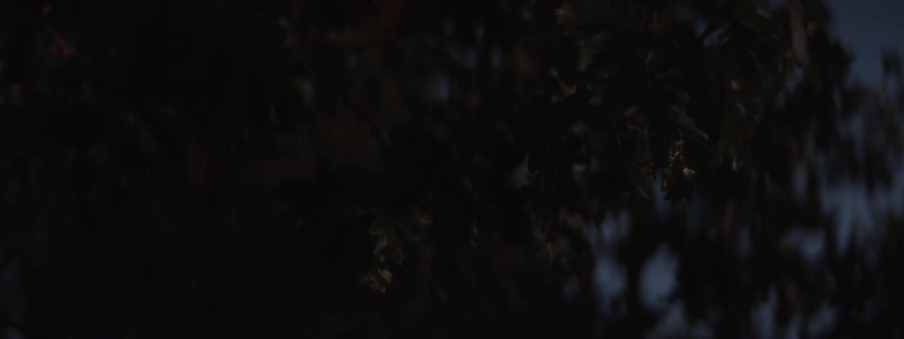 Close up of a tree branch with green leaves moving in the air at night