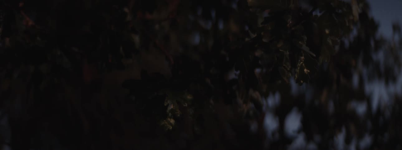 A footage of water droplet from a tree