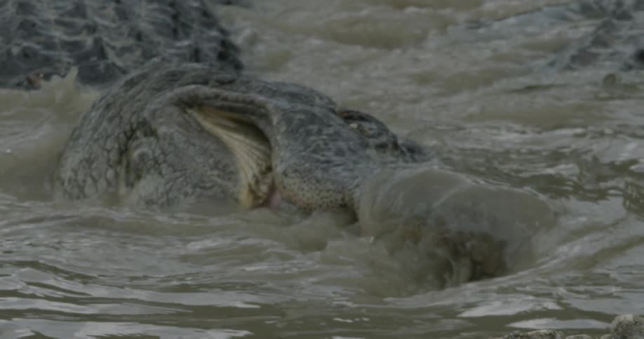Alligators thrash about in swampy water