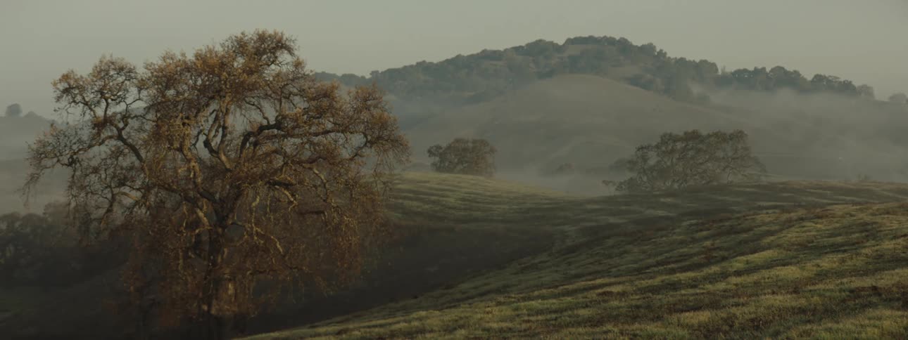 A solitary tree with bare branches stands on a gently sloping hillside shrouded in mist with rolling hills fading into the distance