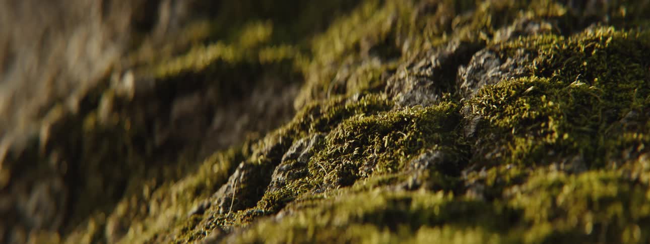 Close up of green moss outdoors