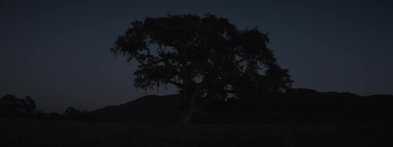 A large tree with a full dark crown stands silhouetted against a dimly lit almost black background