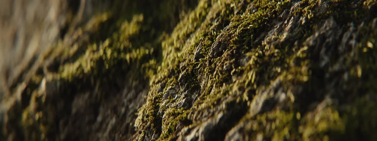Mossy textured tree surfaces are illuminated revealing intricate details and shades of green and brown