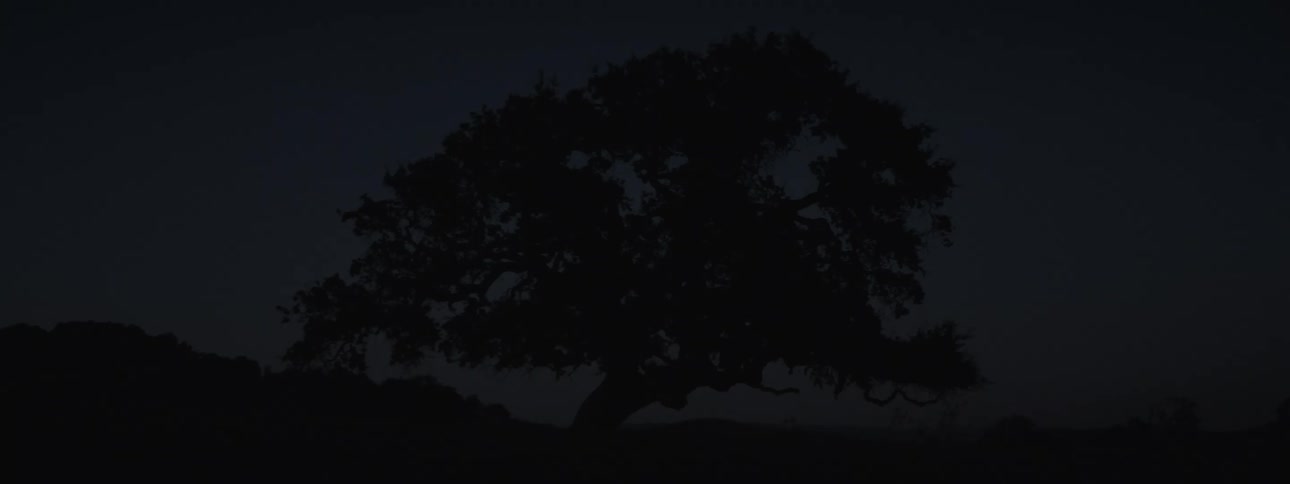 A large tree with a full dark crown stands silhouetted against a dimly lit almost black sky