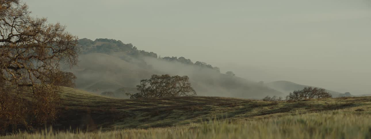 Natural landscape of a field with grass and sparse trees on a foggy day