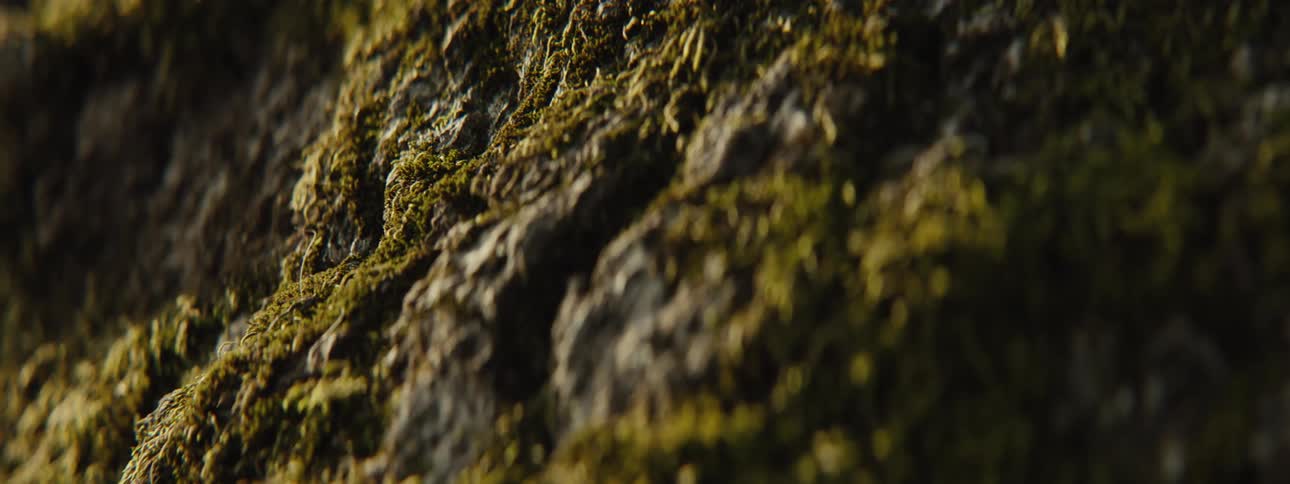 Close up of a tree texture with green moss