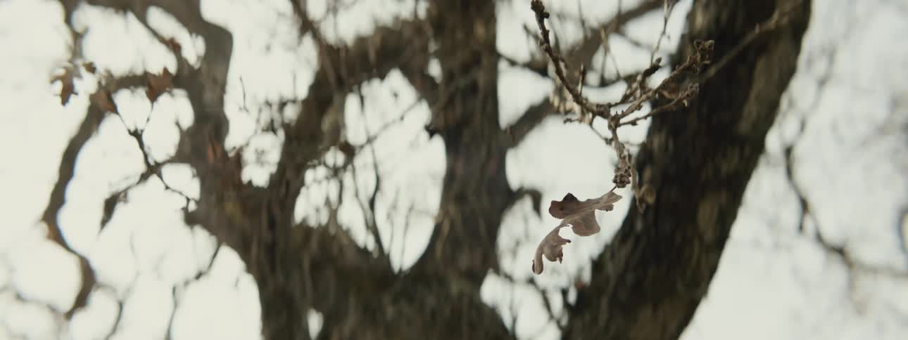 Close up of dry branches of a tree