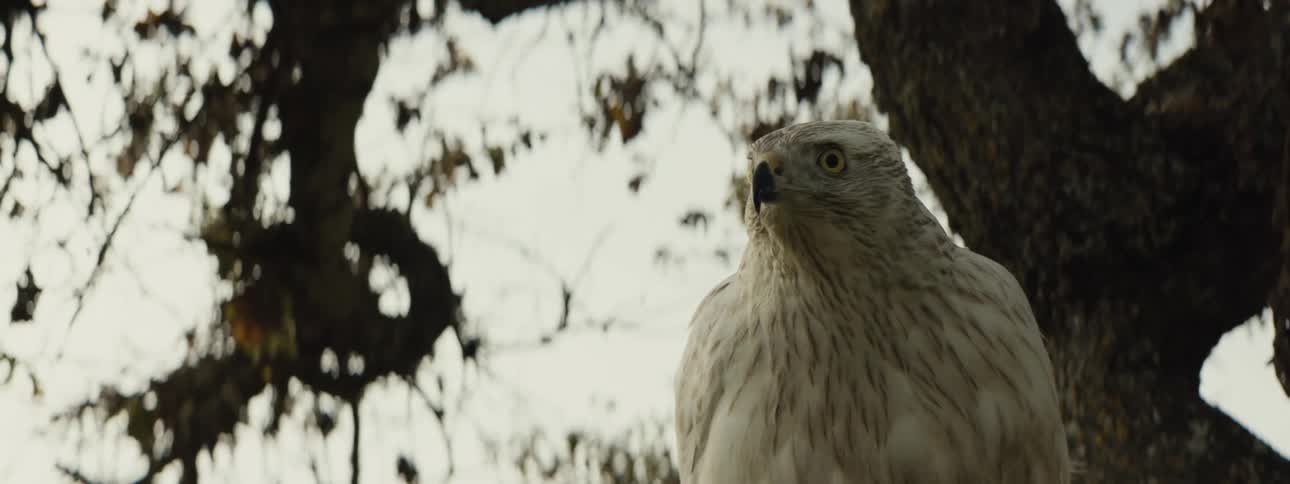 A closeup of a falcon with a sharp beak and intense eyes perched against a backdrop of tree branches and leaves moments before taking flight