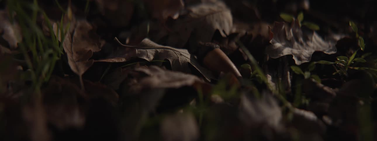 Nut falling among dry leaves