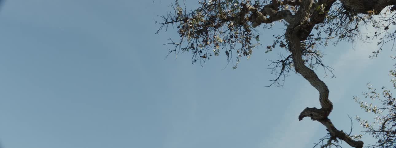A clip of a tree