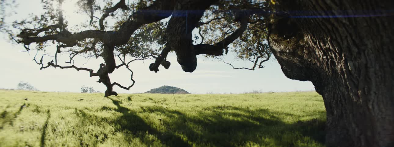 Green field with a tree with long branches