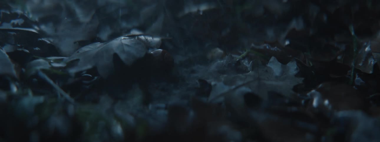 Dark wet leaves cover the forest floor glistening under dim moody lighting as rain gently falls adding to the misty atmosphere