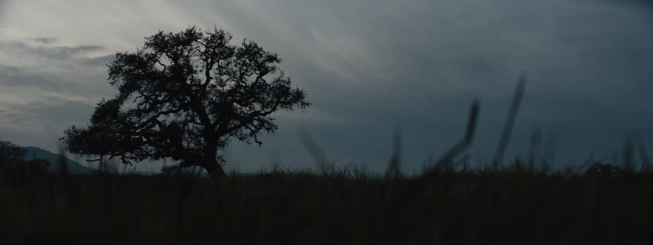 A solitary large tree with a full rounded crown stands silhouetted against a foggy gray landscape