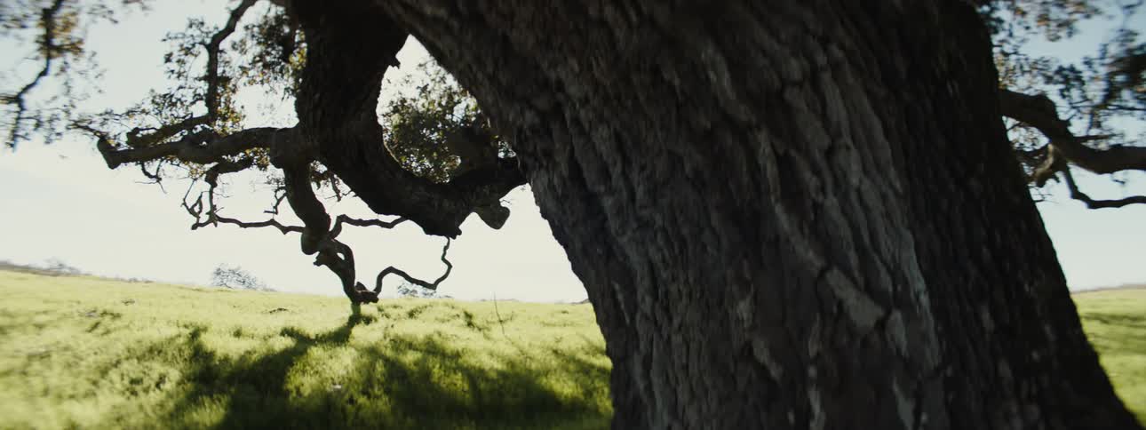 The textured bark of a large tree trunk in the right foreground with gnarled branches extending to the left and a sunlit grassy landscape visible in the background