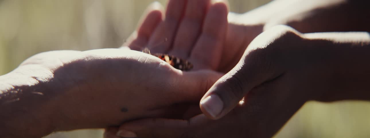 A mans hands gently cupping a butterfly