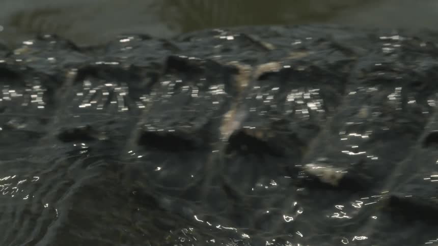 An alligator slowly moves in the water