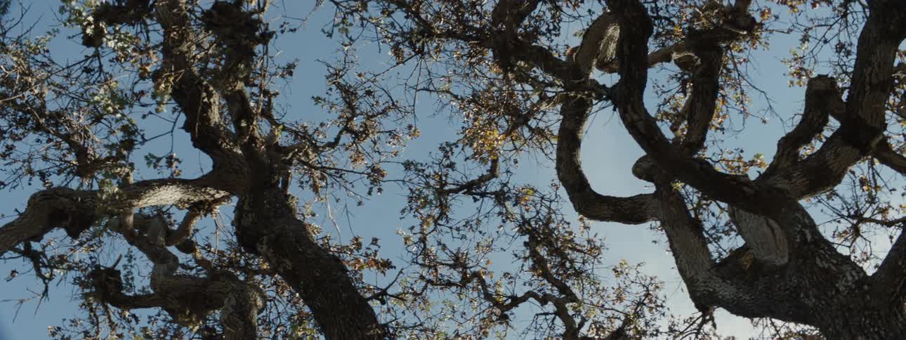 A clip of a tree
