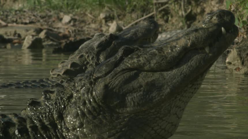 Crocodiles poke their head above the water