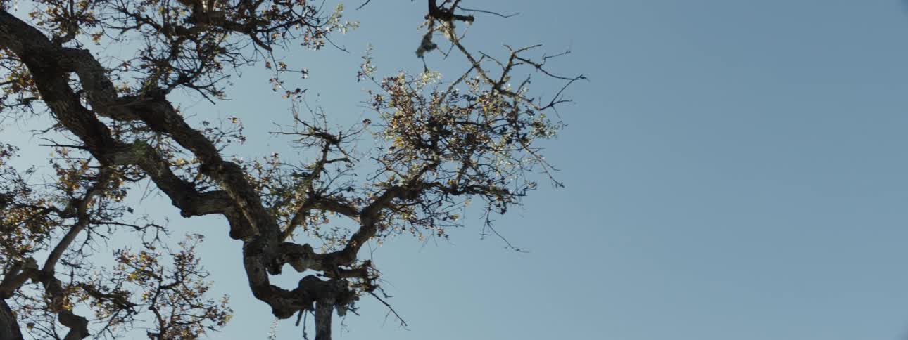 Twisted branches of a tree stretch against the blue sky