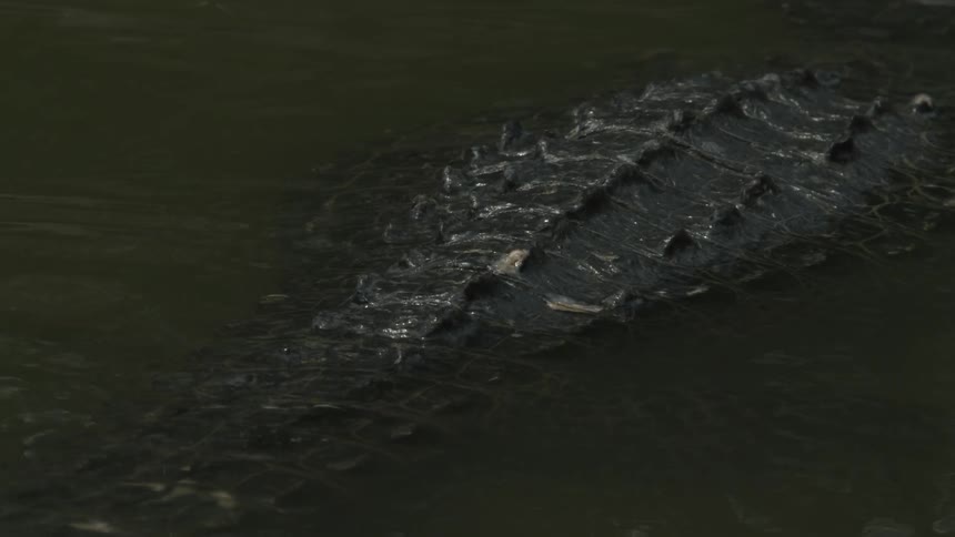An alligator slowly moves in the water