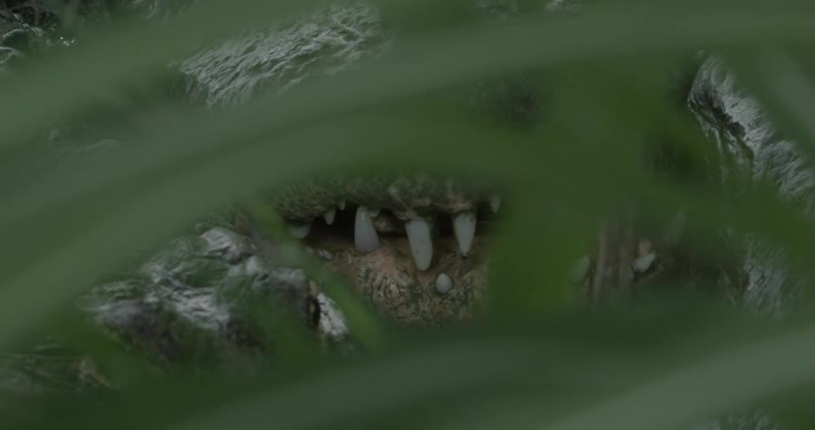 Sharp animal teeth shown through leaves