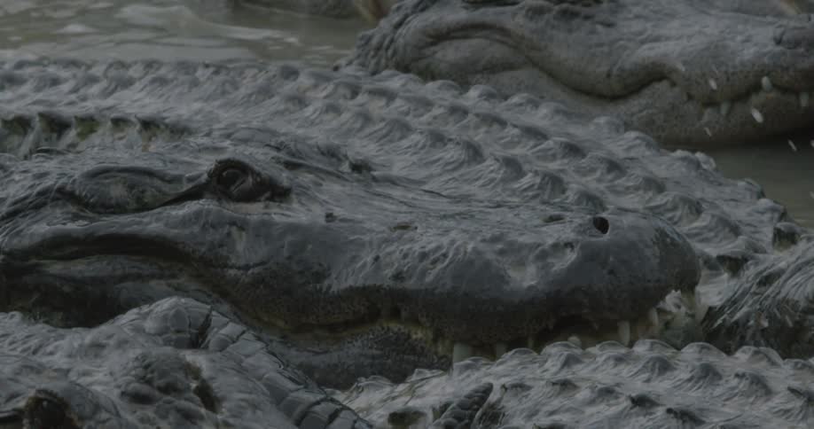 An alligator slinking into the water surrounded by other alligators