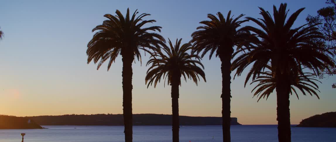 Landscape of a beach with tropical palm trees in the foreground