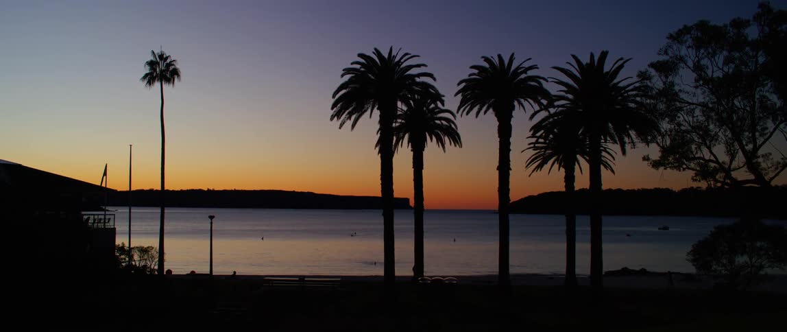 Tropical landscape of palm trees by the sea