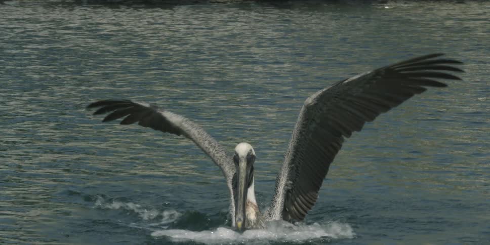 A pelican lands on the water