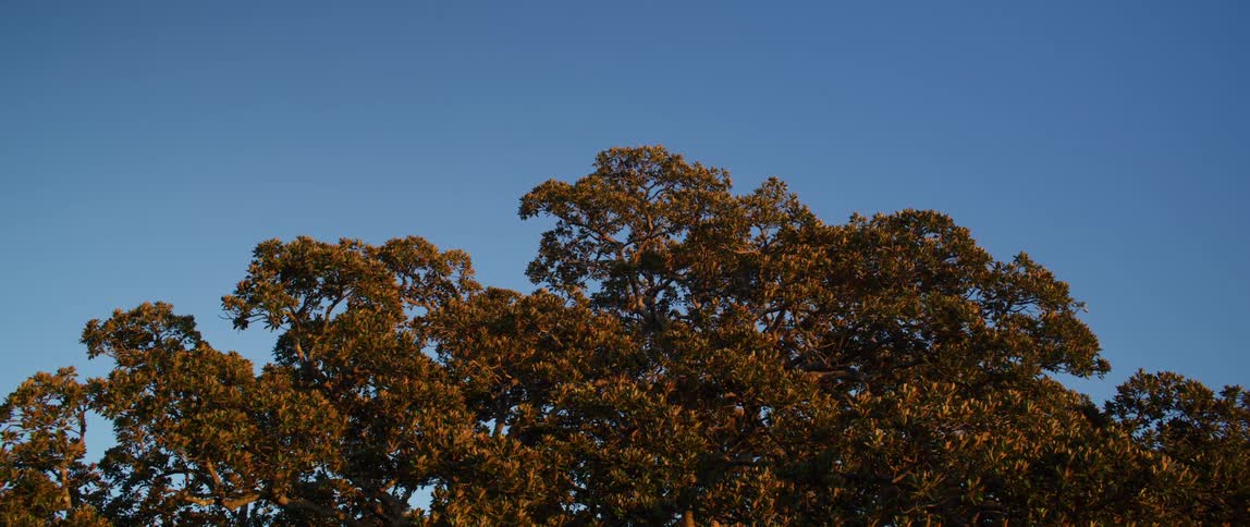 View up a tree against a blue sky
