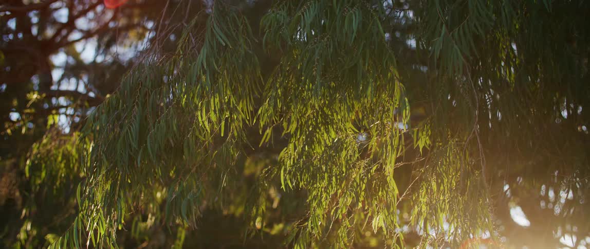 Sunlight filters through the dense hanging branches of a large tree illuminating the slender green leaves that dominate the frame