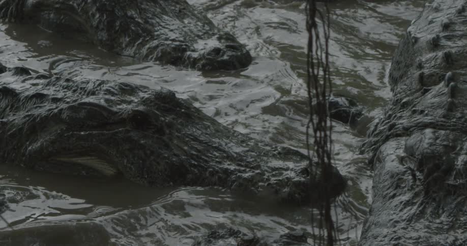 A group of alligators  gathered together in shallow muddy water