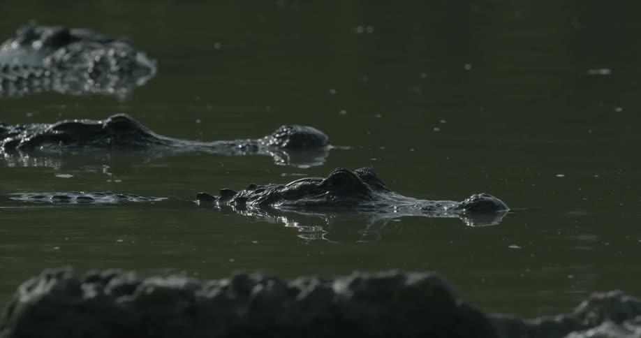Alligators stalk in swampy water