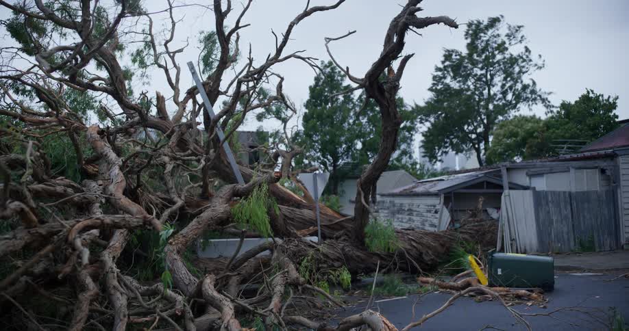 Large fallen tree in an urban neighborhood