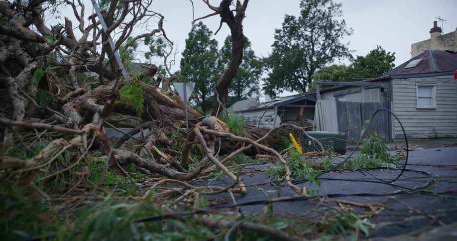 Fallen trees in the middle of an urban neighborhood