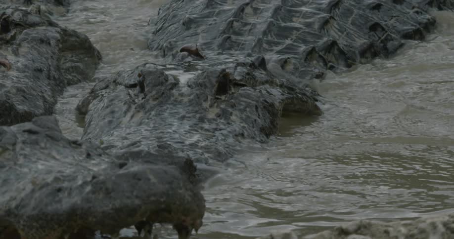 Alligators huddle together in swampy water