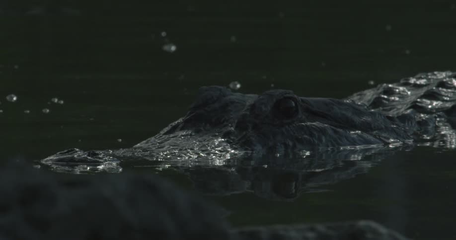A large crocodile moves in the water