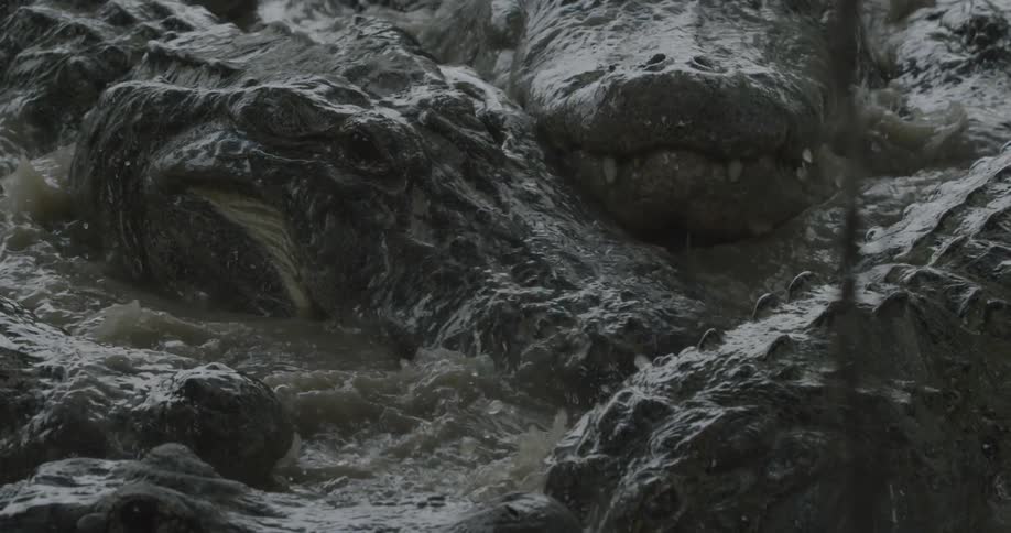 Crocodiles rushing in water towards food
