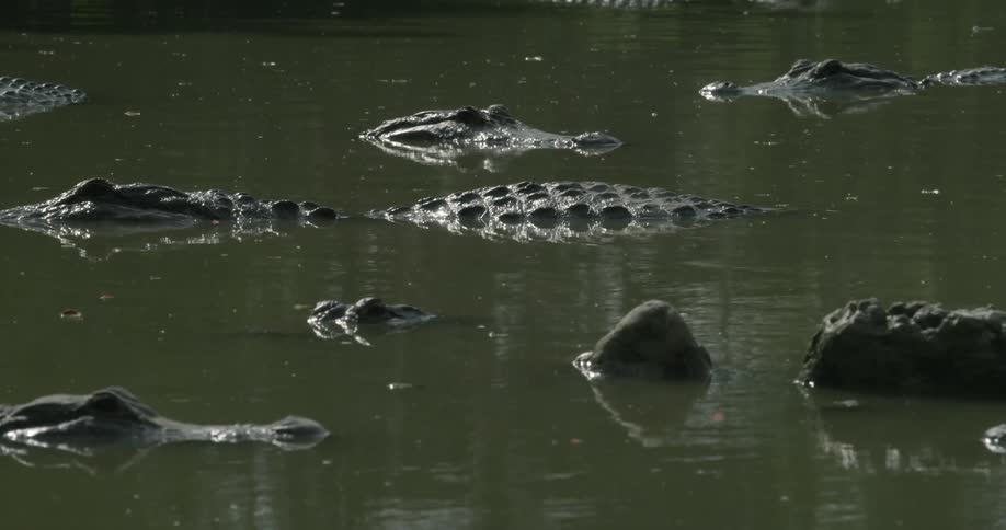 A row of alligators are floating in the water