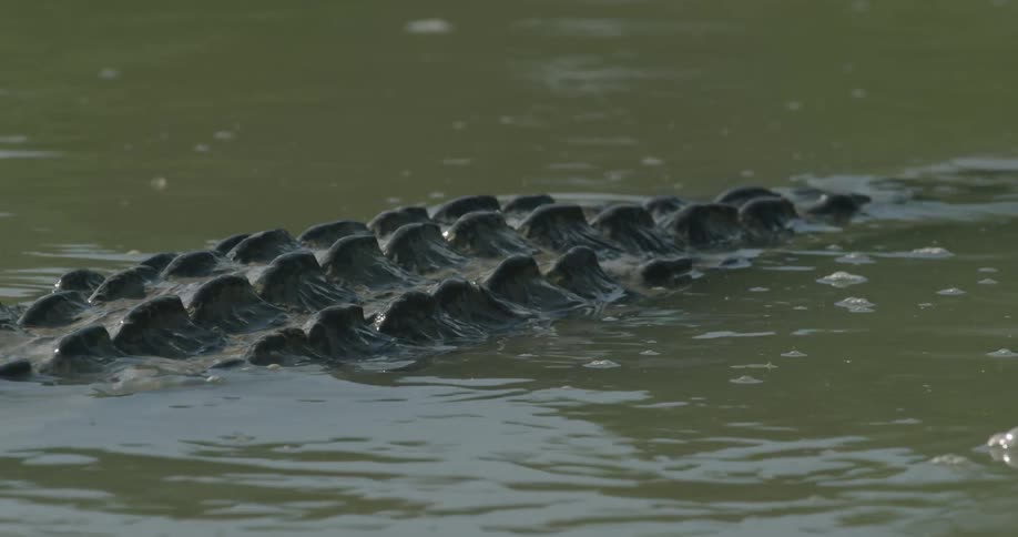 An alligator back sticking up out of the water