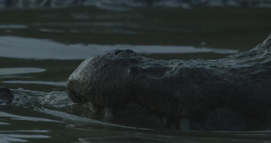 An alligator's snout with visible teeth cuts through the water