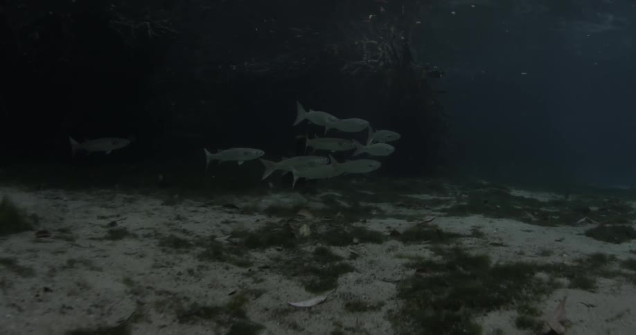 A school of fish swimming near the bottom of water