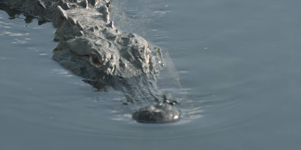 An alligator is partially submerged in water