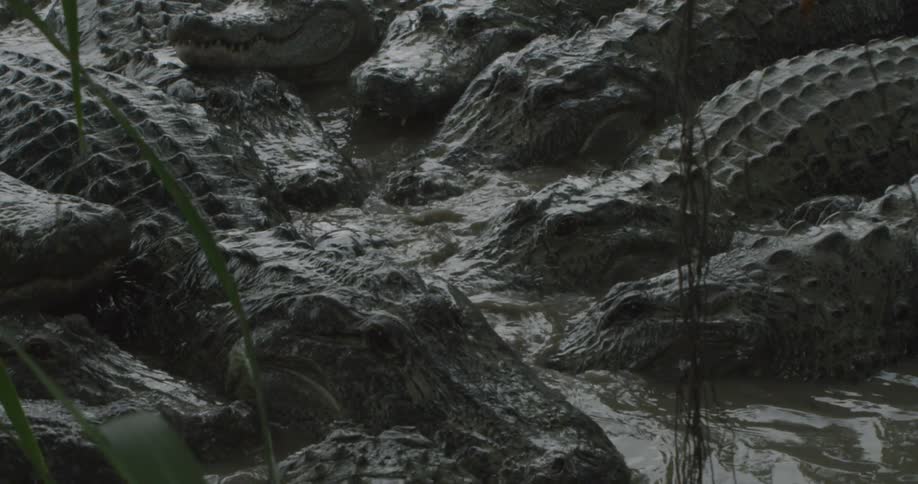A group of crocodiles swim together in the water