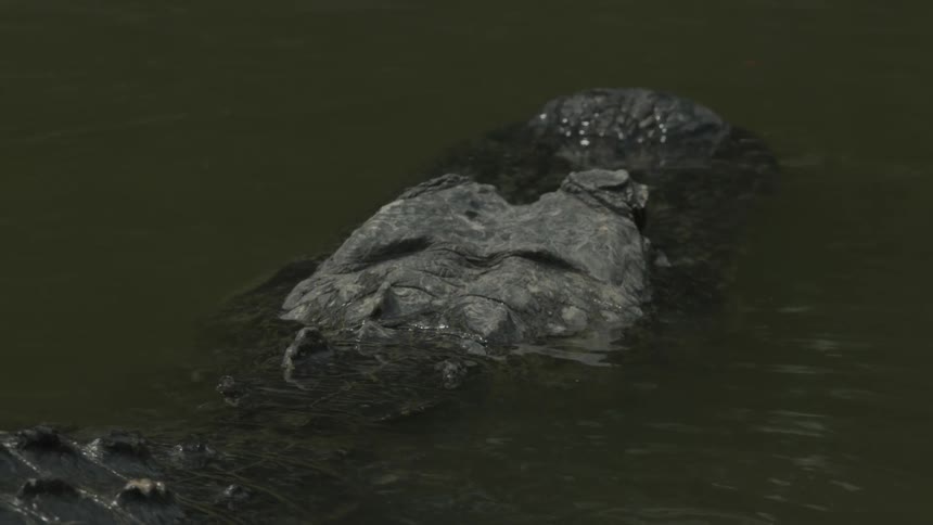 A crocodile swims slowly
