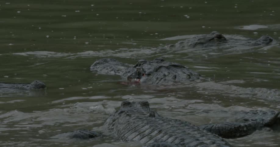 A group of alligators partially underwater and moving around